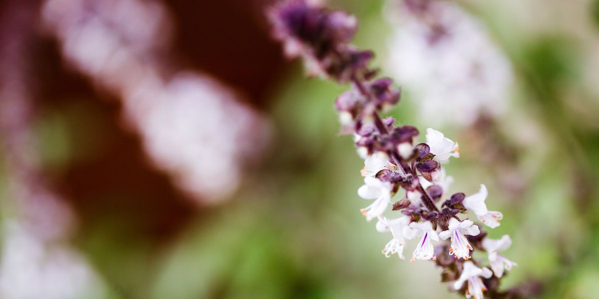 Tout ce que vous devez savoir sur le Basilic Sacré