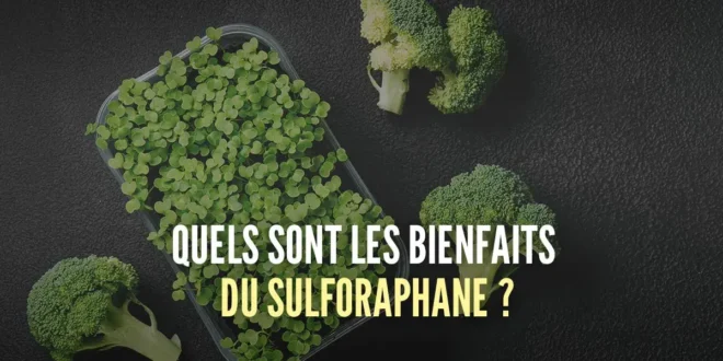 Qu’est-ce que le Sulforaphane et quels sont ses bienfaits pour la santé ? Qu’est-ce que le Sulforaphane et quels sont ses bienfaits pour la santé ?