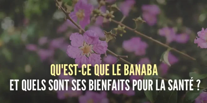 Qu’est-ce que la Banaba et quels sont ses bienfaits pour la santé ?