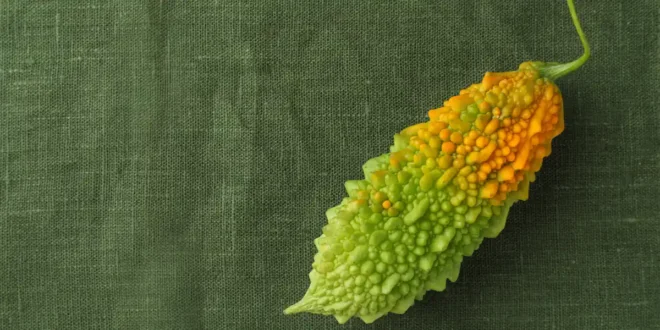 4 bienfaits du melon amer 4 bienfaits du melon amer