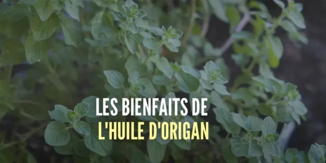 Quels sont les Bienfaits de l'Huile d'Origan et Comment la Consommer