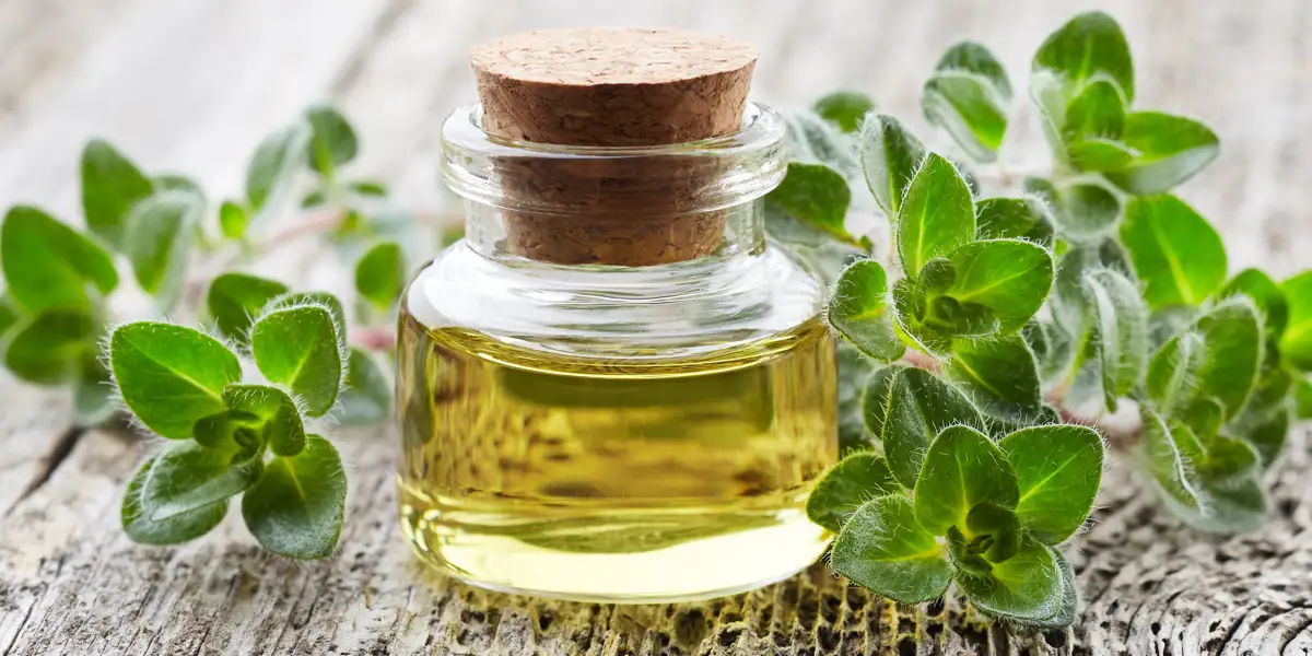 Quels sont les Bienfaits de l'Huile d'Origan et Comment la Consommer
