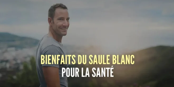 10 Bienfaits du saule blanc sur la santé