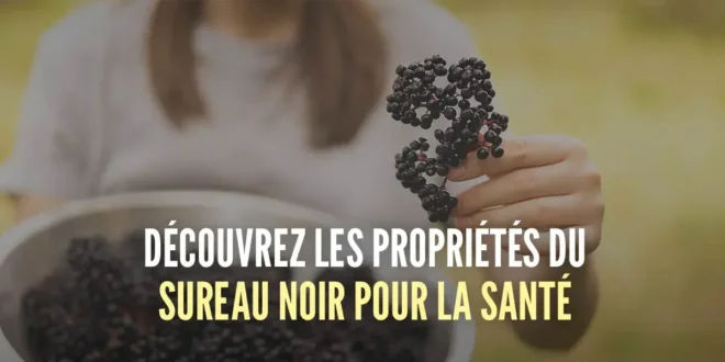 Propriétés du Sureau Noir pour la santé