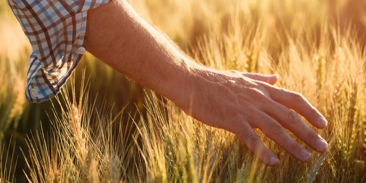 Marcher dans un champ de blé