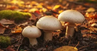 Propriétés et valeur nutritionnelle de l’Agaricus bisporus