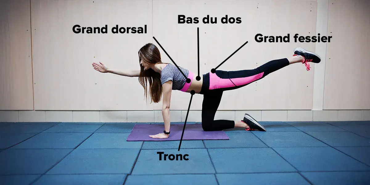 Muscles sollicités lors du bird dog