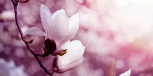 Extrait de magnolia : bienfaits, effets et comment le prendre correctement