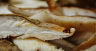 Champignon Shiitake : renforce le système immunitaire de ton organisme