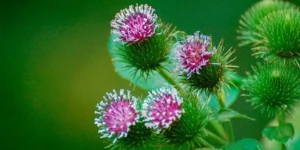 Bardane – Propriétés de sa racine et bienfaits pour la peau