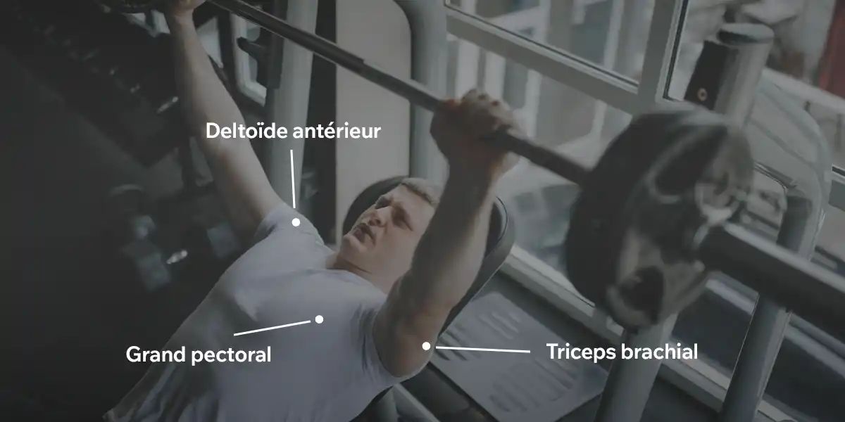 Muscles sollicités