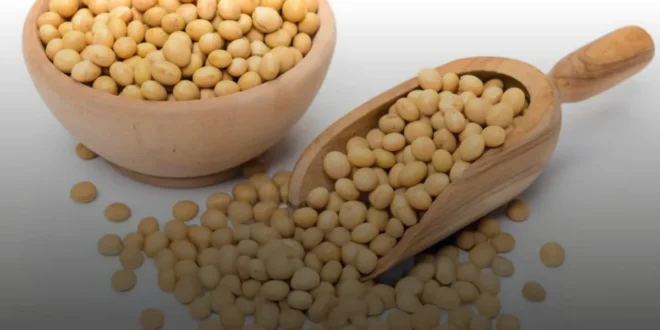 Lécithine de soja : un protecteur naturel pour la santé Lécithine de soja : un protecteur naturel pour la santé