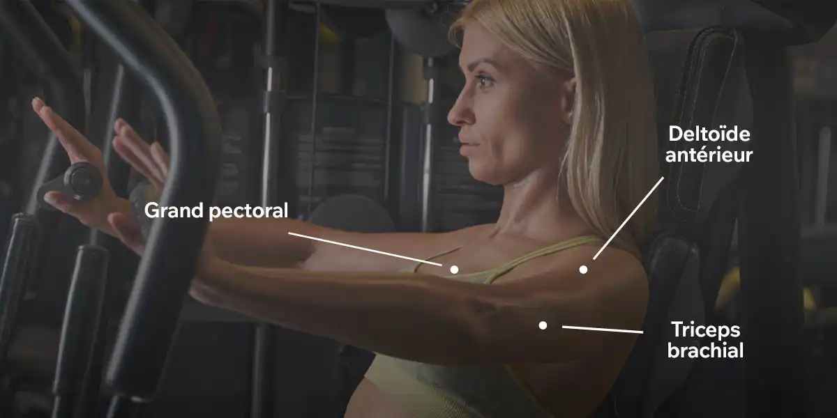 Muscles travaillés par le développé à la machine