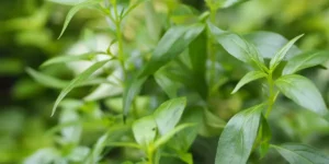 Bienfaits de l'Andrographis pour ton système immunitaire