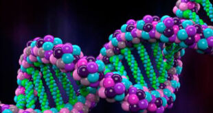 Voies anaboliques : biosynthèse protéique