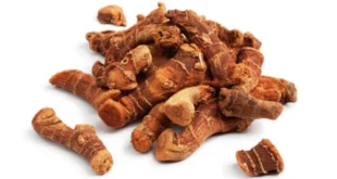 Alpinia Galanga : découvre en détail toutes ses propriétés