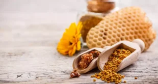 Propolis ou Propolis : l'antibiotique naturel des abeilles