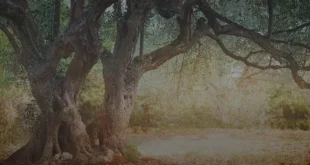 Propriétés et bienfaits des feuilles d'olivier