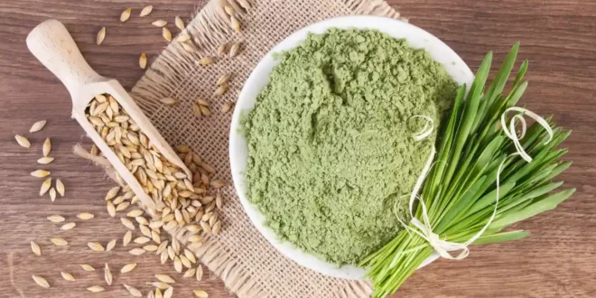 Herbe d&rsquo;Orge : bienfaits et propriétés de ce superaliment