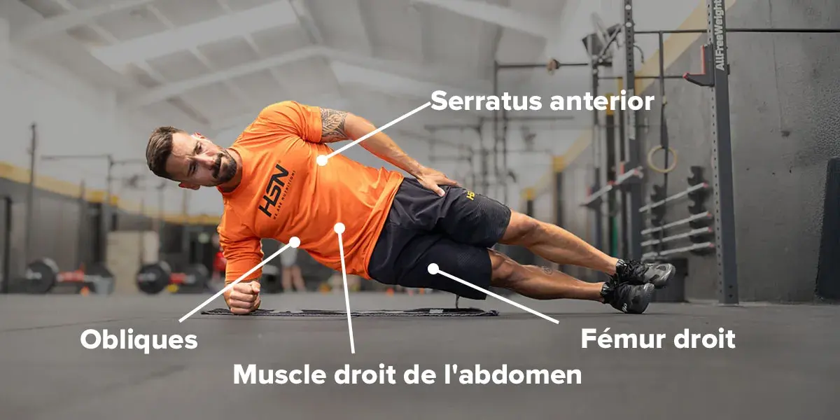 Muscles sollicités pendant la planche latérale