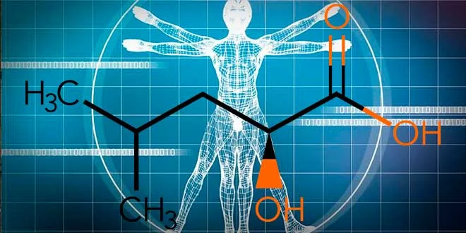 HICA : Métabolite de la Leucine pour la Croissance Musculaire HICA : Métabolite de la Leucine pour la Croissance Musculaire