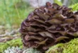 Bienfaits et propriétés du champignon Maitake pour l’organisme