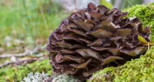 Bienfaits et propriétés du champignon Maitake pour l’organisme