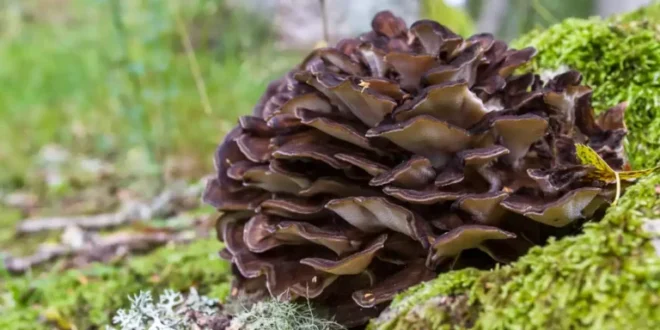 Bienfaits et propriétés du champignon Maitake pour l’organisme