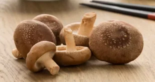 Champignon Shiitaké : Propriétés, Bienfaits et Contre-indications