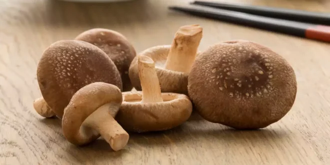 Champignon Shiitaké : Propriétés, Bienfaits et Contre-indications