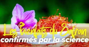 Les 10 bienfaits du safran que la science confirme