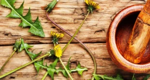 8 remèdes avec pissenlit, à tester !