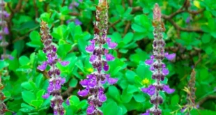 Coleus Forskohlii, qu’est-ce que c’est, quels sont ses bienfaits pour la santé