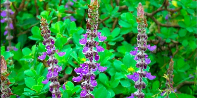 Coleus Forskohlii, qu’est-ce que c’est, quels sont ses bienfaits pour la santé Coleus Forskohlii, qu’est-ce que c’est, quels sont ses bienfaits pour la santé