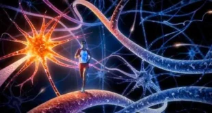 Bienfaits de l’exercice physique pour la mémoire et l’apprentissage