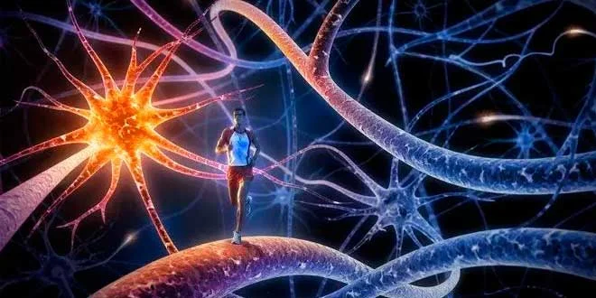 Bienfaits de l’exercice physique pour la mémoire et l’apprentissage Bienfaits de l’exercice physique pour la mémoire et l’apprentissage