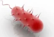 Helicobacter Pylori, qu’est-ce que c’est, quels sont ses symptômes, comment la guérir