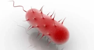 Helicobacter Pylori, qu’est-ce que c’est, quels sont ses symptômes, comment la guérir