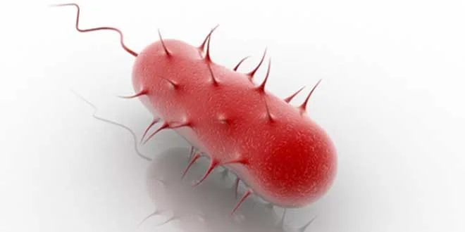Helicobacter Pylori, qu’est-ce que c’est, quels sont ses symptômes, comment la guérir Helicobacter Pylori, qu’est-ce que c’est, quels sont ses symptômes, comment la guérir