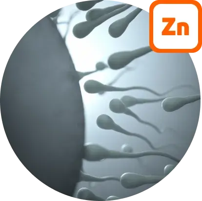 Zinc et processus de fertilité et de reproduction