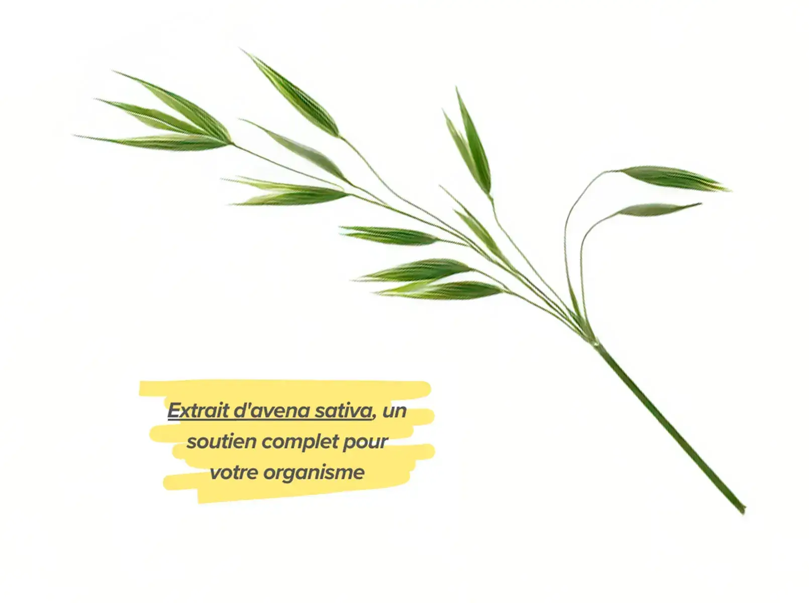 Effets positifs de l&rsquo;Avoine cultiv&eacute;e sur la sant&eacute;