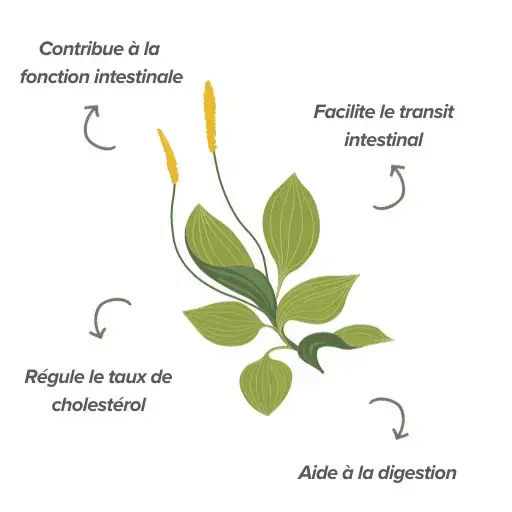 Fonctions du psyllium husk Fonctions du psyllium husk