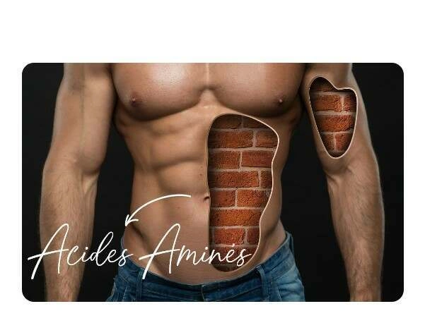 Abdomen en tablette de chocolat