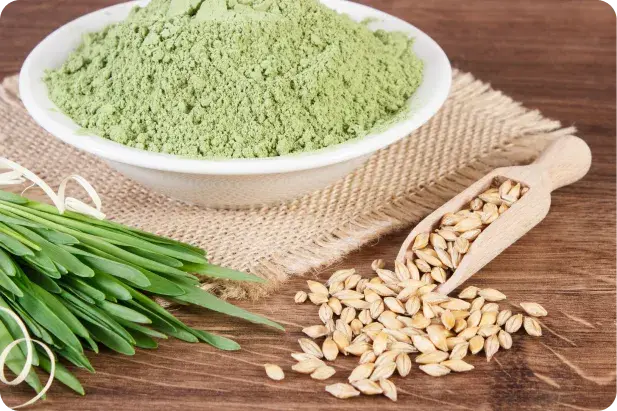 Acheter de l'orge chez HSN