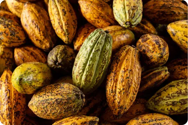 Graines de cacao