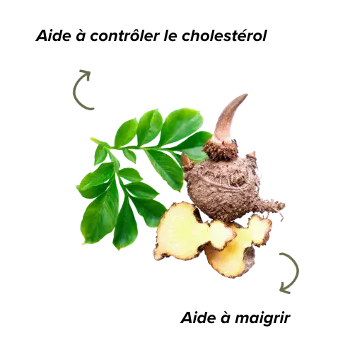 Fonctions du glucomannane