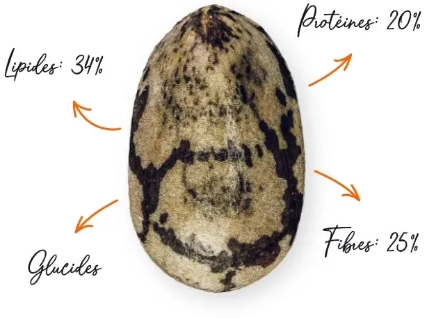 Caract&eacute;ristiques de chia