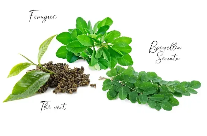 Compl&eacute;ments alimentaires hypocholest&eacute;rol&eacute;miants