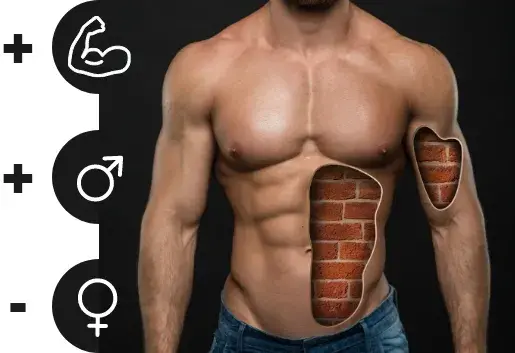 Fonctions de la testostérone.