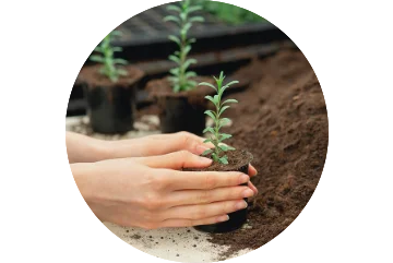 Conditions de récolte